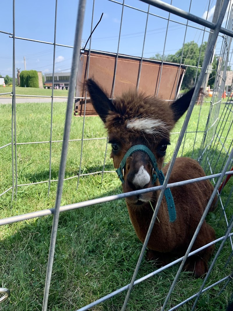Quack a doodle doo barnyard petting zoo — Petting Zoos in Pittsburgh