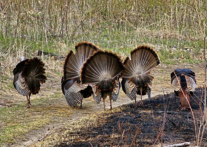 Southern Arboretum Trails — Hiking with Kids in Madison