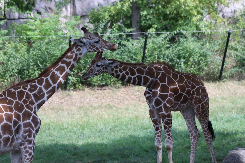 Giraffe and gazelle exhibit — Petting Zoos in Indianapolis