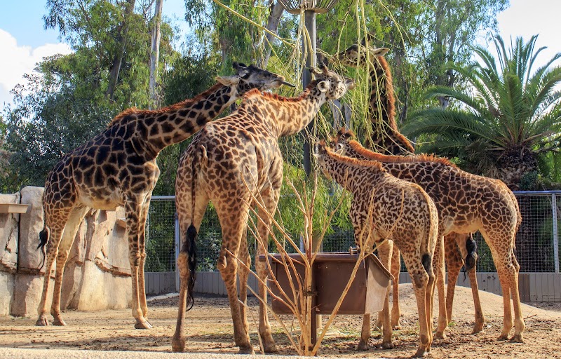 San Diego Zoo Wildlife Alliance