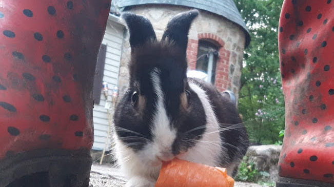 TevaLand Sanctuary Farm — Petting Zoos in New York