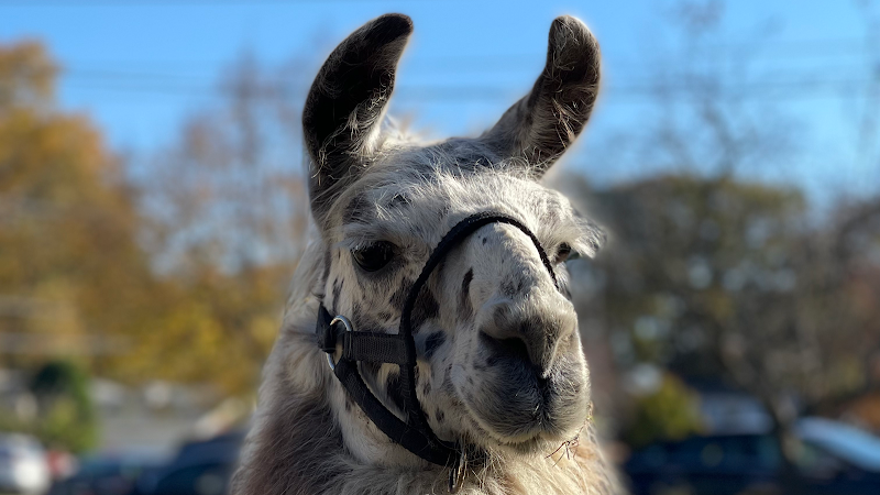 Wild Hooves Farm Animal Rescue & Traveling Petting Zoo — Petting Zoos in Cleveland