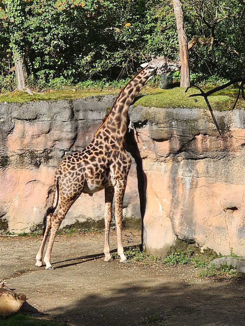 Oregon Zoo — Zoos for Kids in Portland