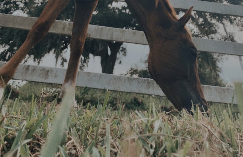 Miller Black Farm — Petting Zoos in New Orleans