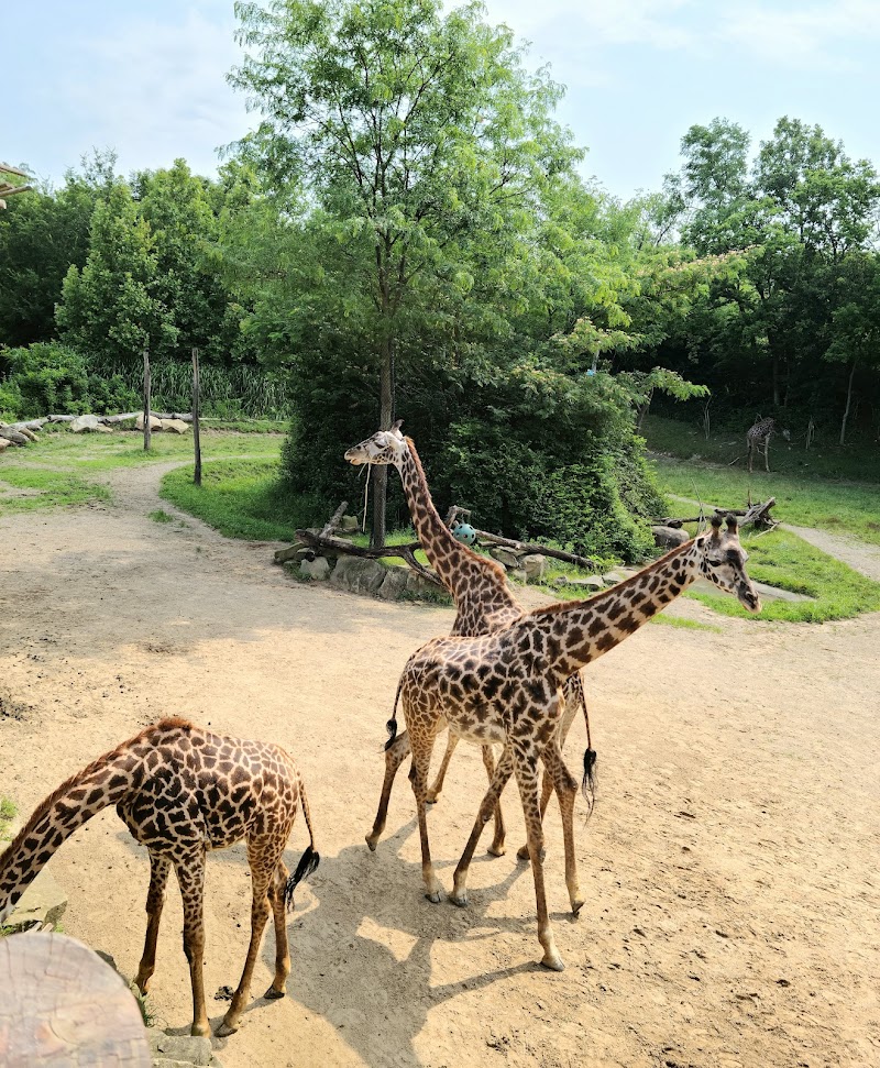 Giraffe Ridge