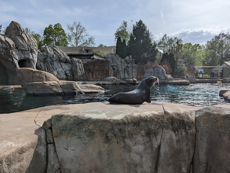 Sea Lion Sound