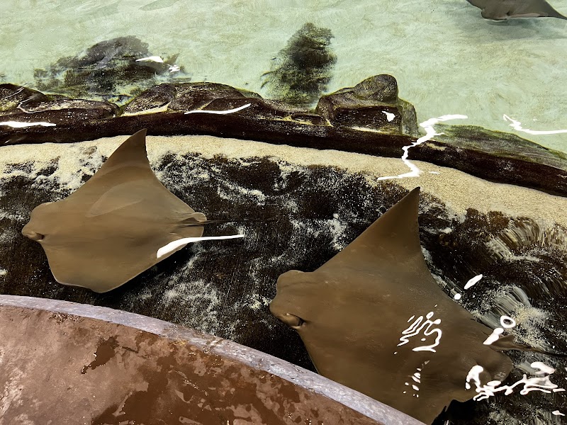 Stingray Bay