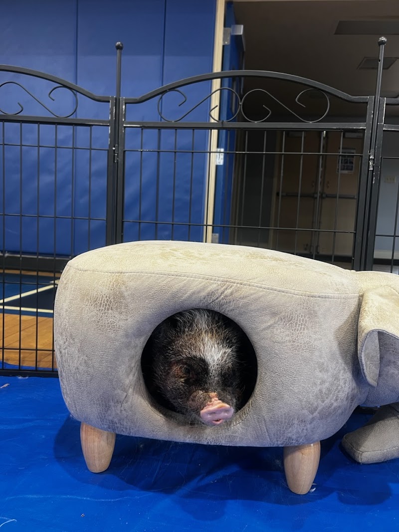 Cute & Cuddlee Mobile Petting Zoo ( Therapeutic Services)