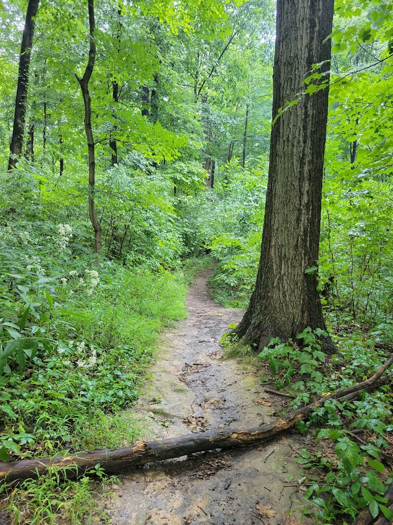 Buttercup Valley Preserve