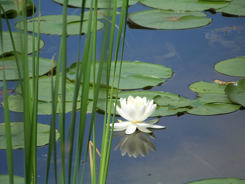 Tinker Nature Park / Hansen Nature Center