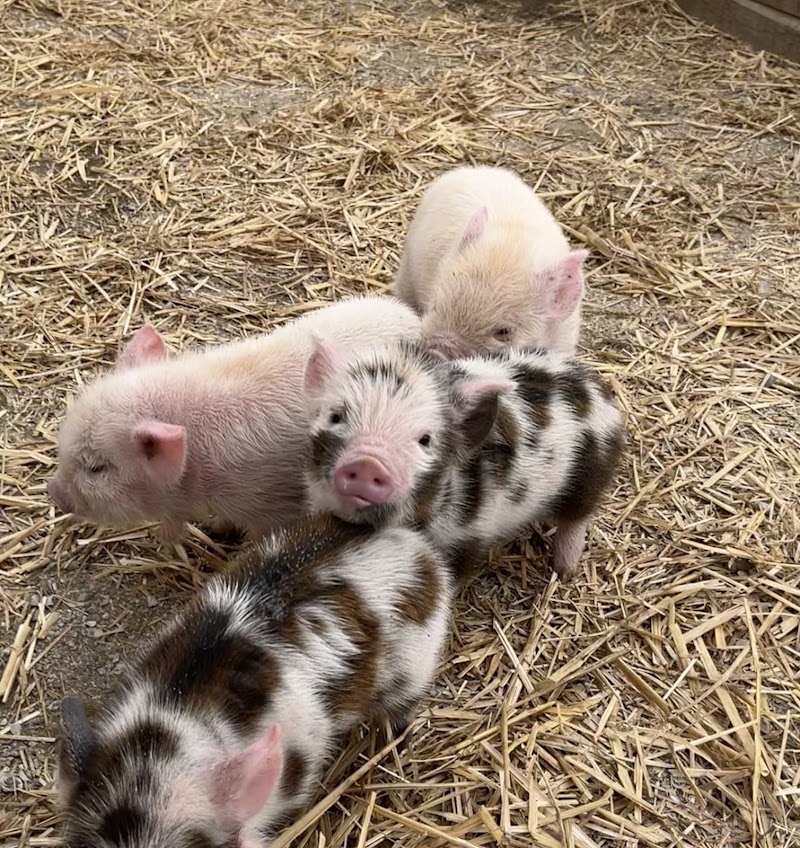 Bergey's Barnyard