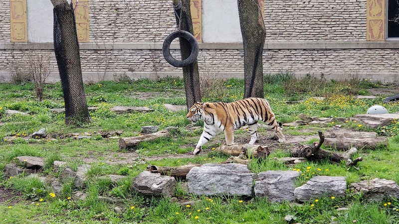 Tiger Exhibit at Buffalo Zoo