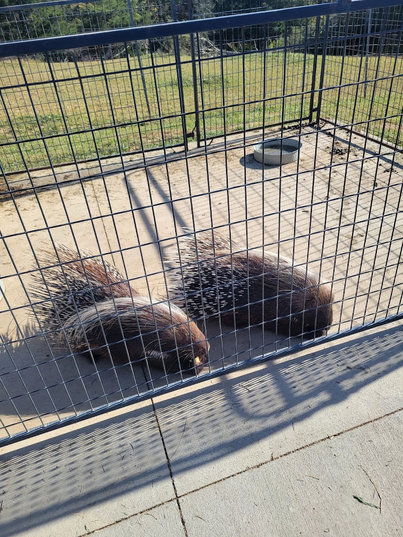 Little crooked creek safari