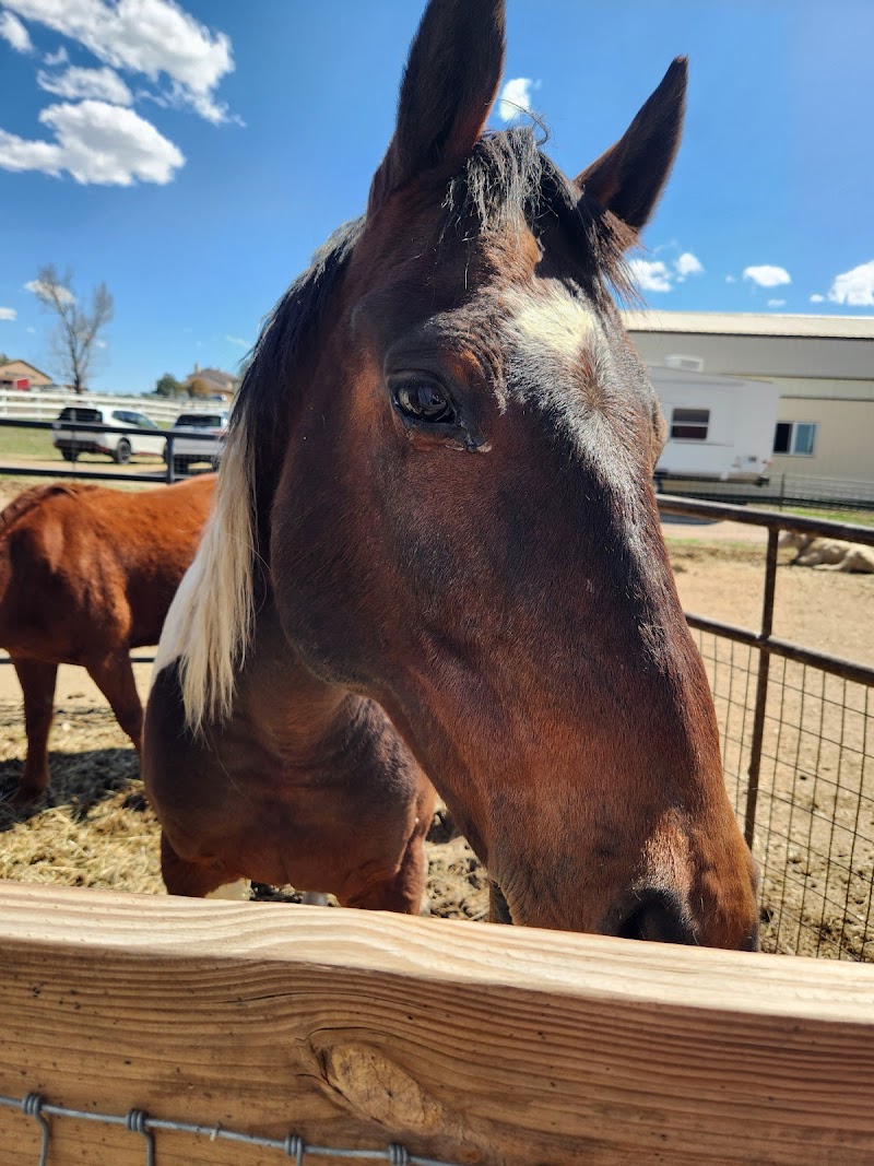 The Giggling Life Care Farm — Petting Zoos in Denver