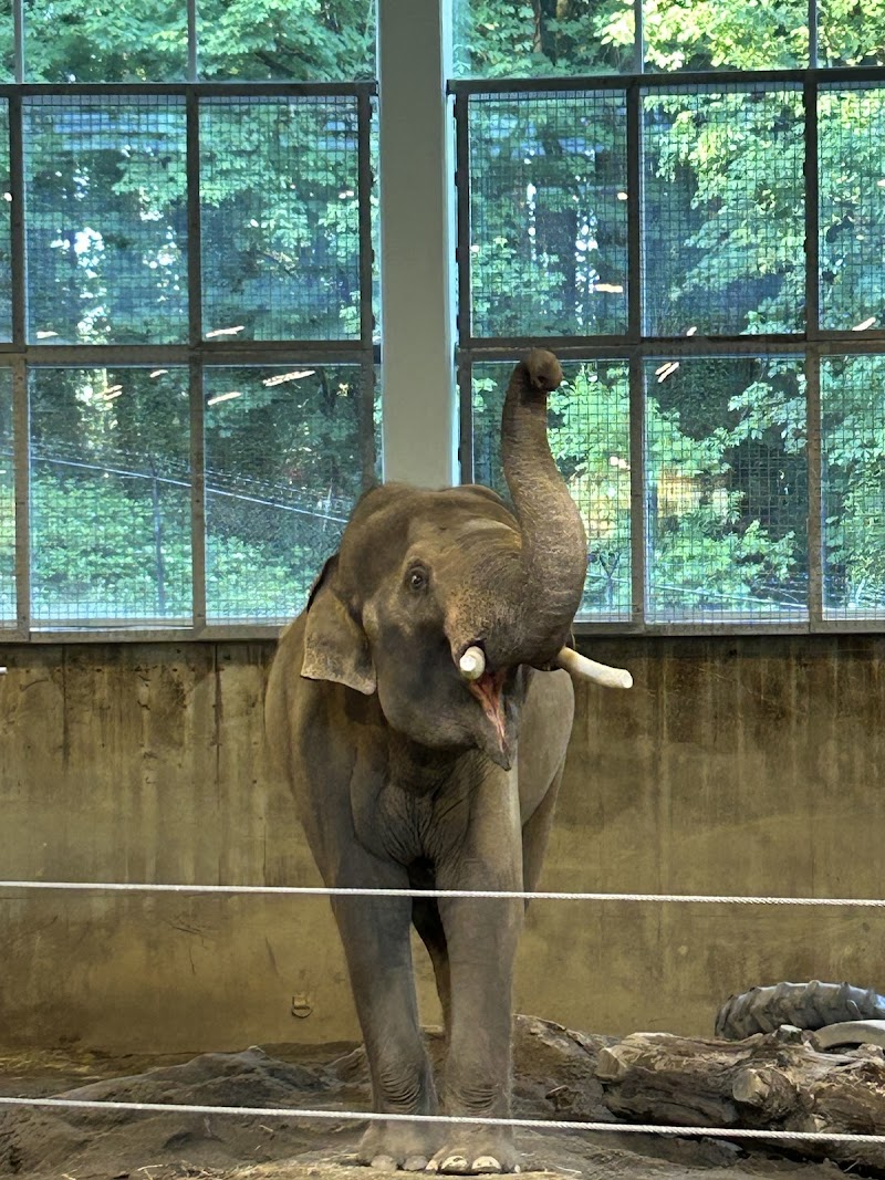 Elephant Indoor Habitat — New Year's Eve Kids Activities in Portland