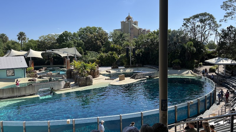 Dolphin Encounter