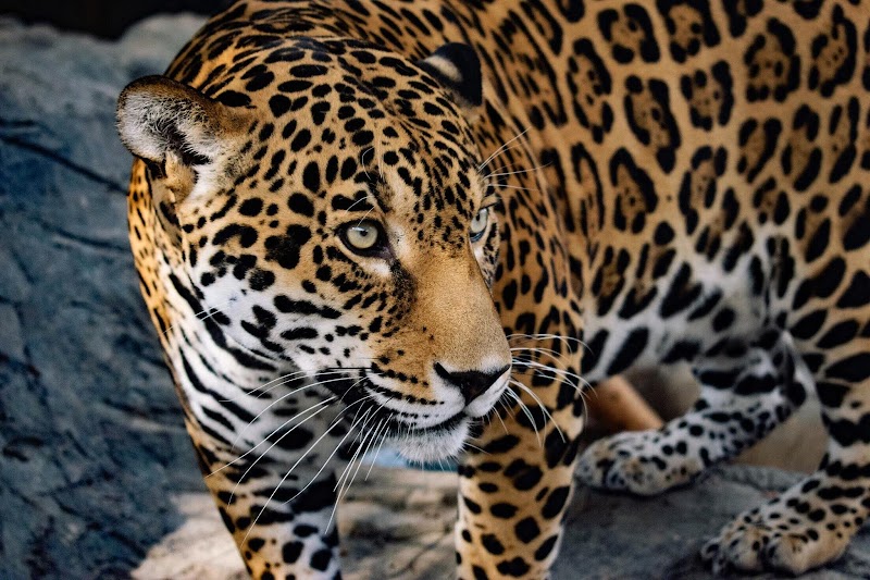 Animal World & Snake Farm Zoo