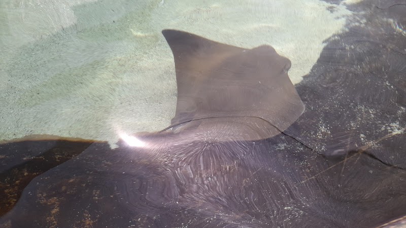 Stingray Touch — Zoos for Kids in Tucson