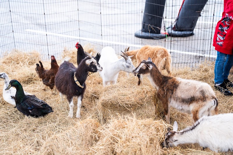 DUBB PALZ - The Mobile Petting Zoo