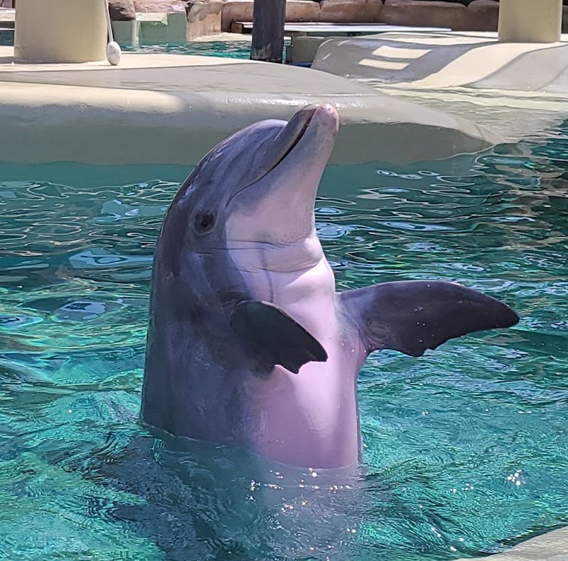 Dolphin Nursery