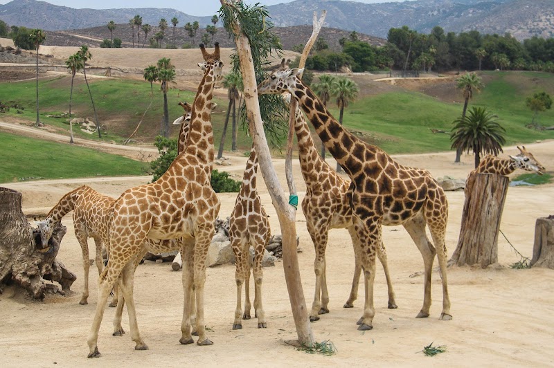 Giraffe Overlook — Petting Zoos in Phoenix