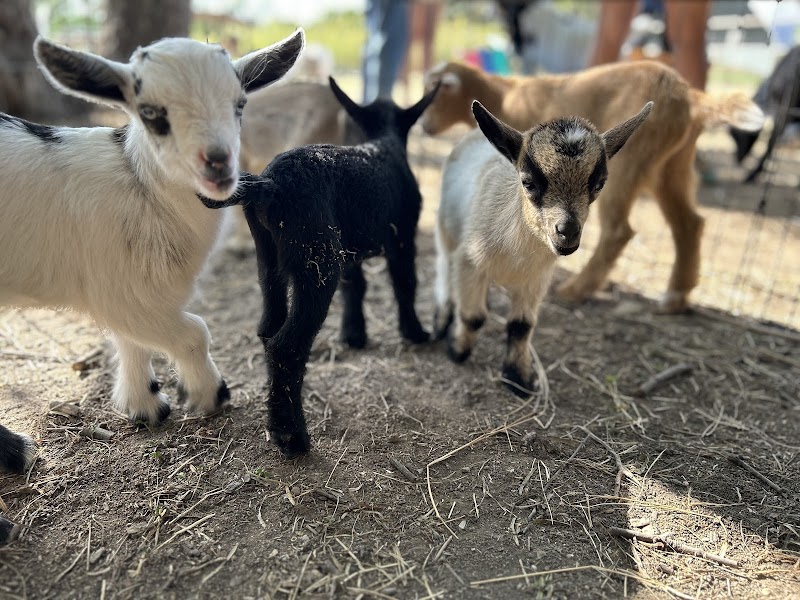 Goat Cafe by Goat Shenanigans