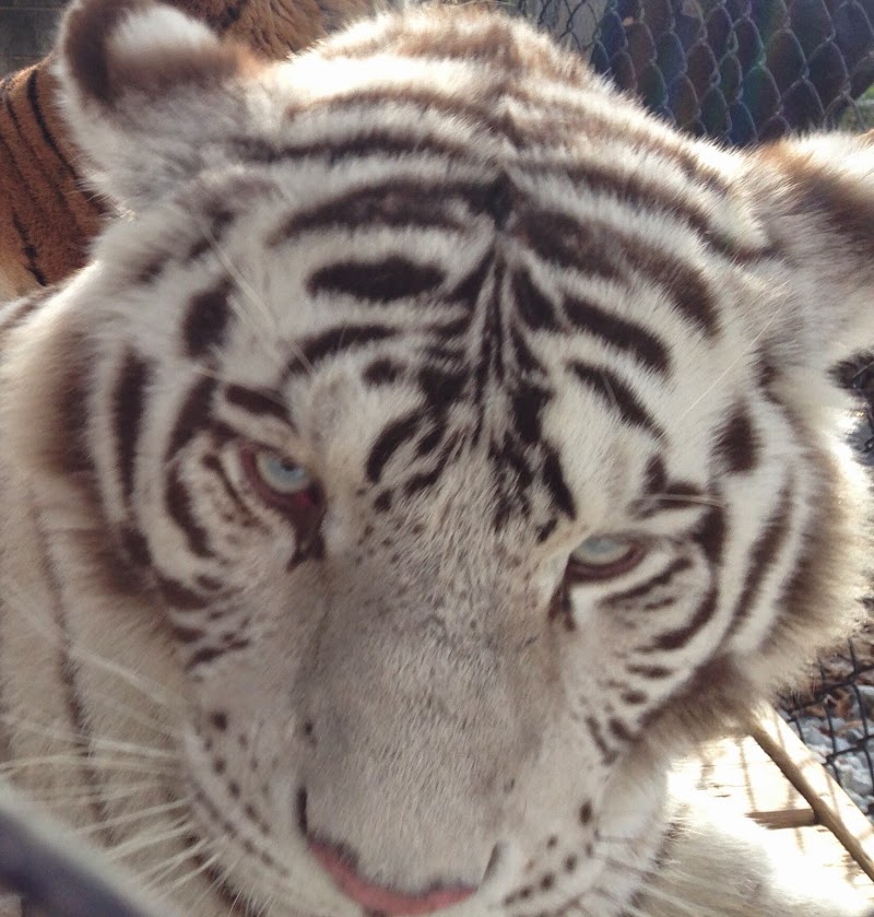 Plumpton Park Zoo