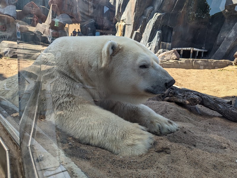 McDonnell Polar Bear Point — Petting Zoos in St. Louis