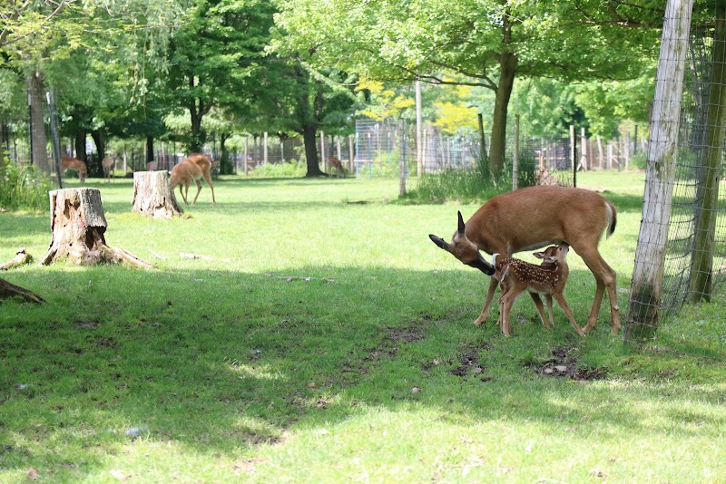 Wisconsin Deer Park