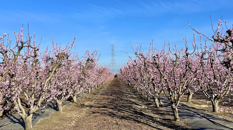 Fresno County Blossom Trail