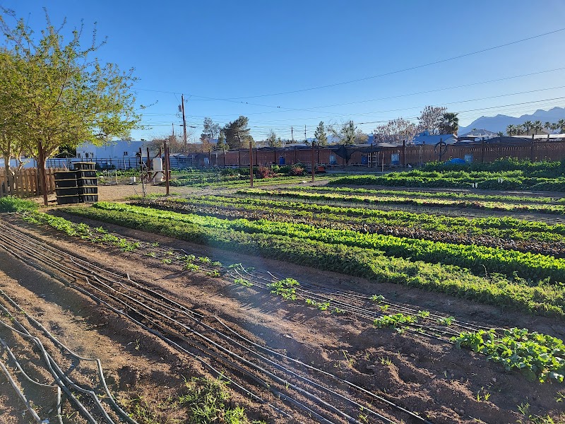 Cluck it Farm — Petting Zoos in Las Vegas