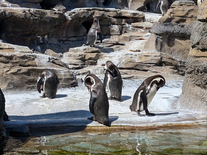Penguin Cove — Petting Zoos in Seattle