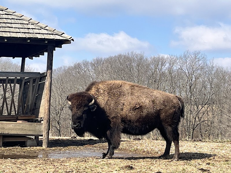 Bison at Hodge Park