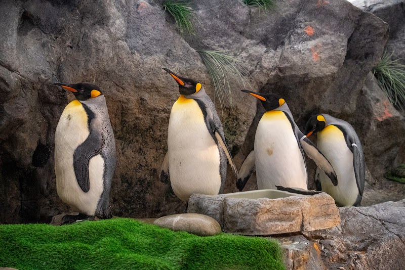 Penguin and Puffin