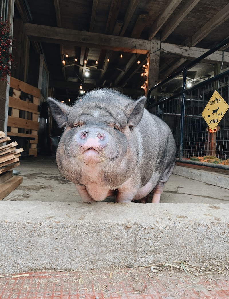 Oinking Acres Farm & Rescue Sanctuary