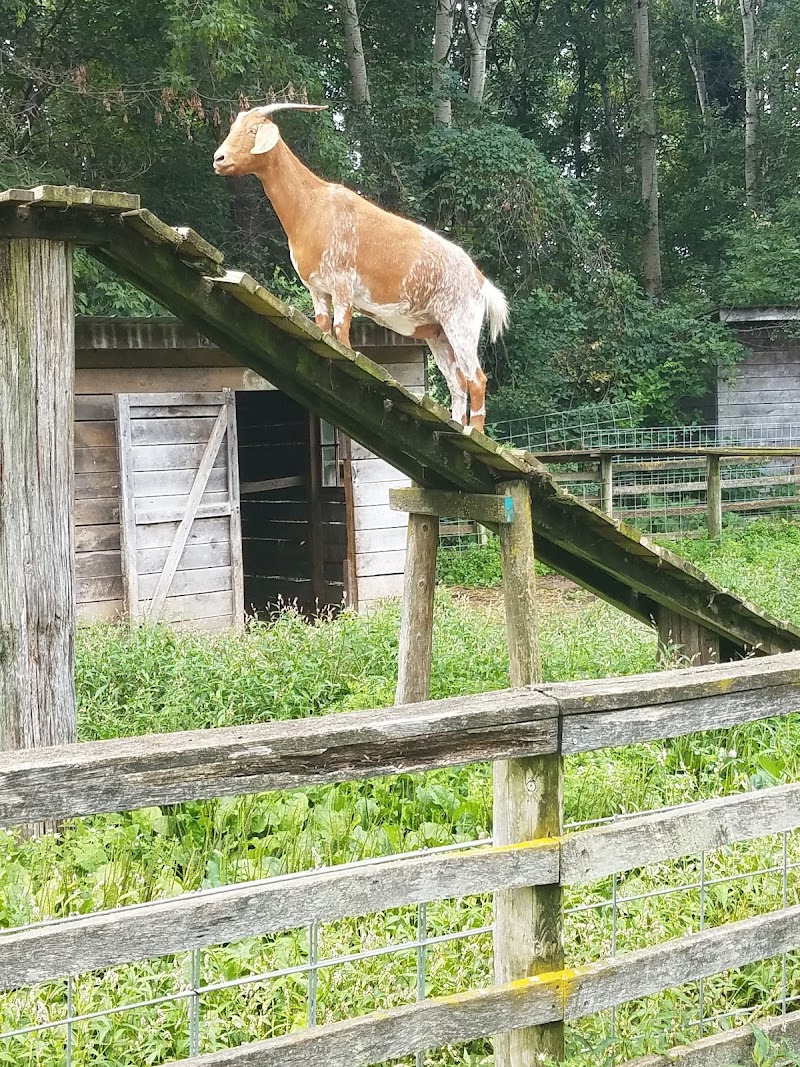 Concord Zoo — Petting Zoos in Madison