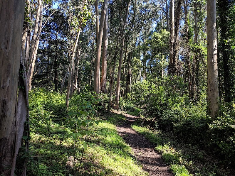 Mount Sutro Open Space Reserve