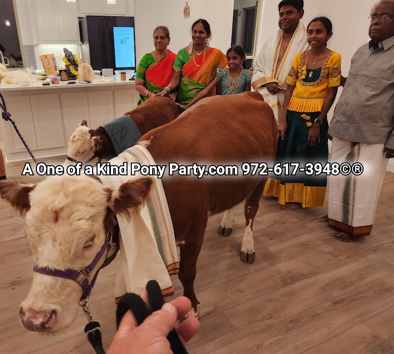A One of a Kind Petting Zoo
