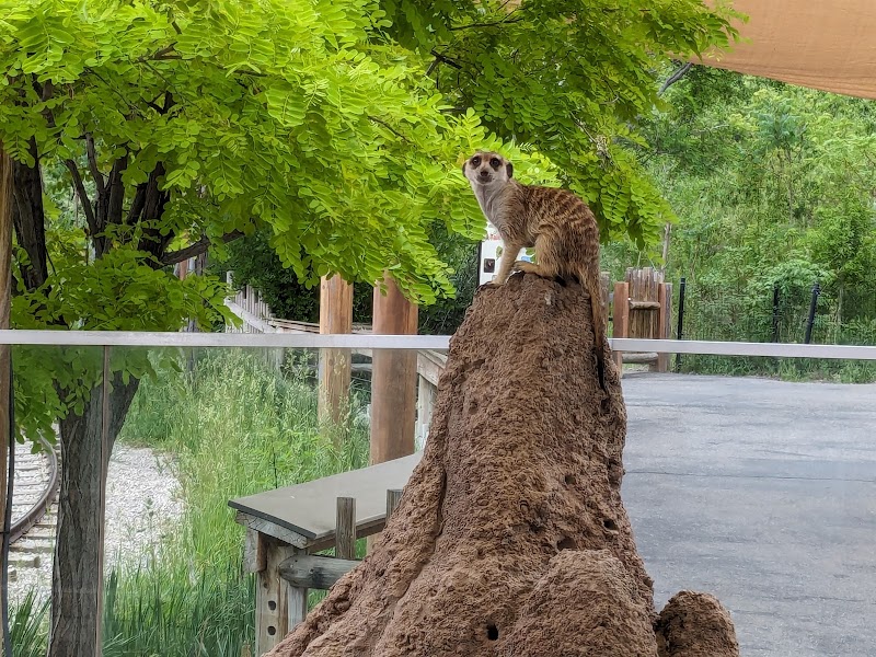 James E. Hogle Jr. Meerkat Manor — Petting Zoos in Salt Lake City