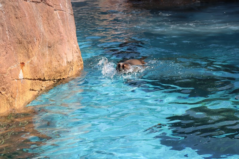 Seal and Sea Lion Exhibit — Petting Zoos in Indianapolis