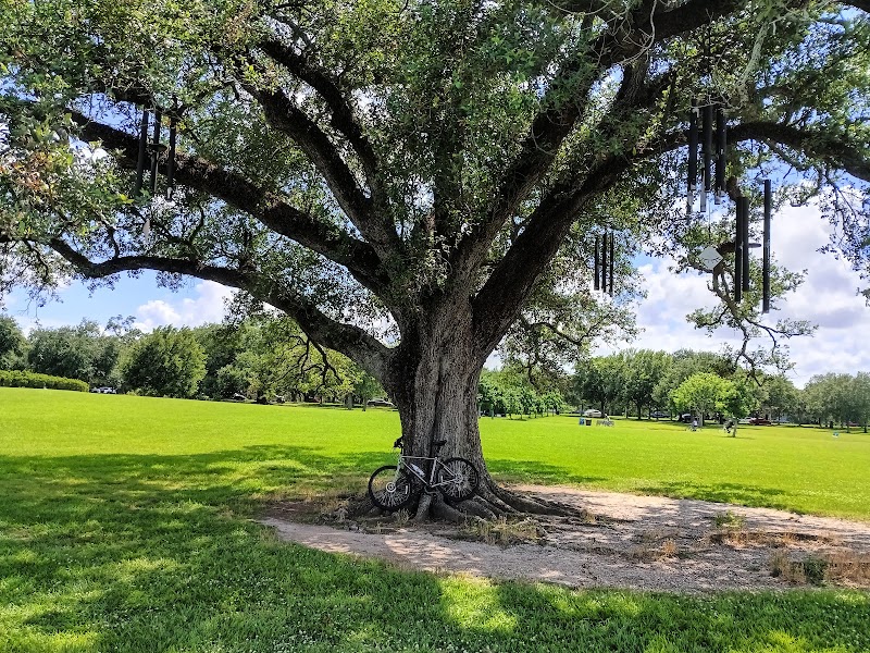 The Singing Oak
