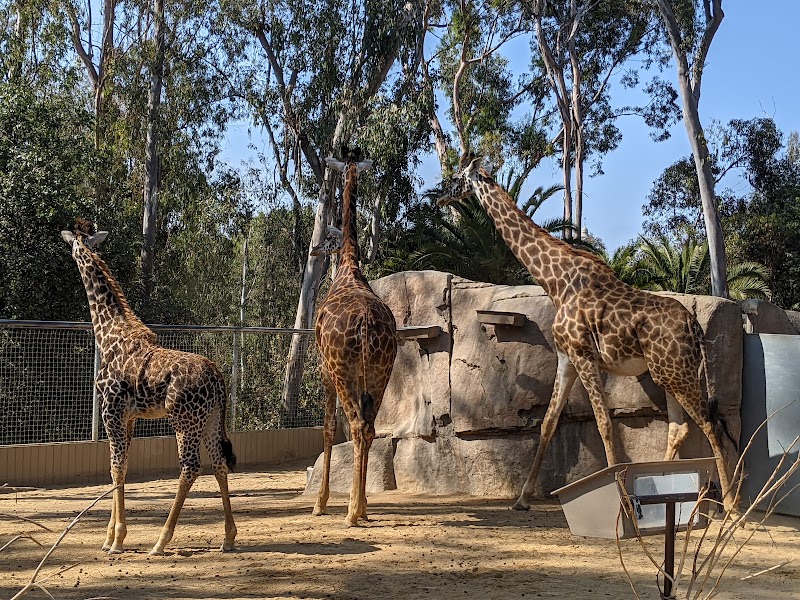 Urban Jungle — Petting Zoos in San Diego
