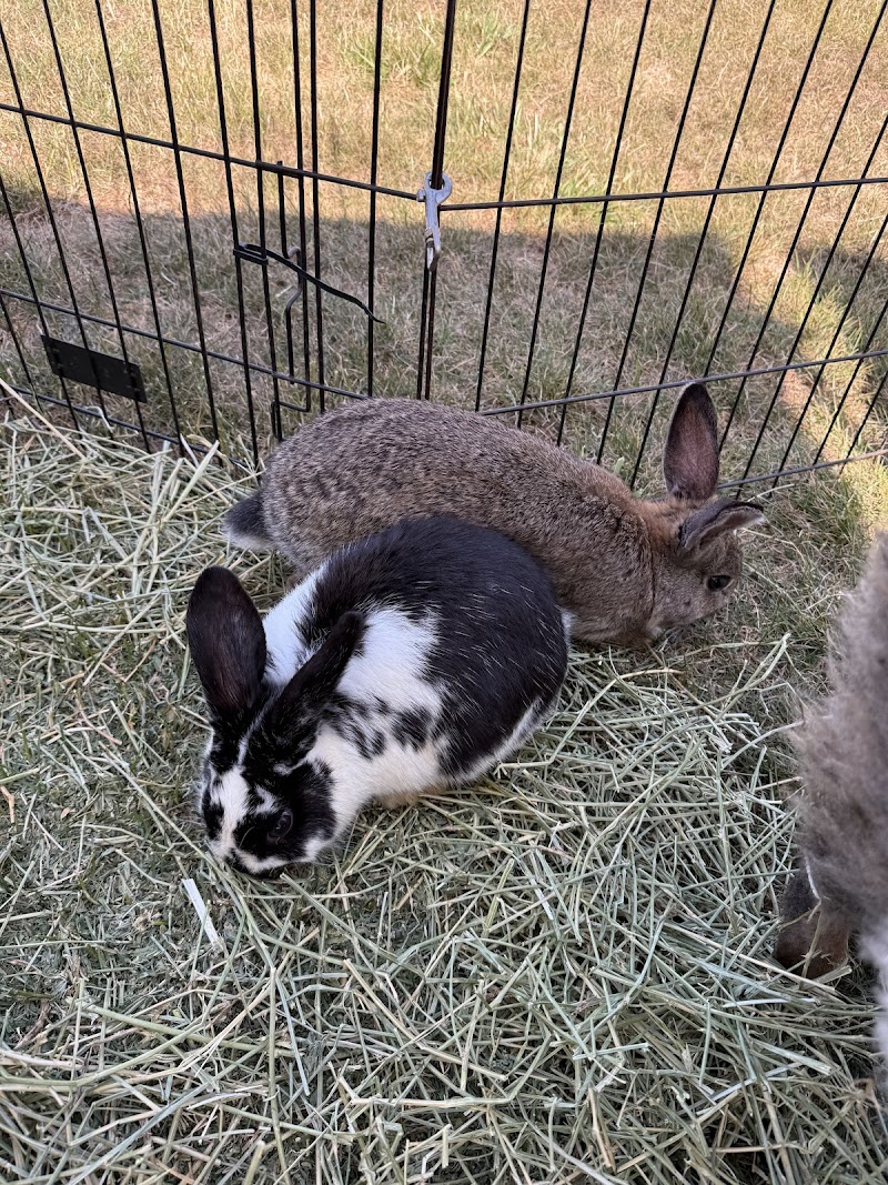 Little Explorers Mobile Petting Zoo