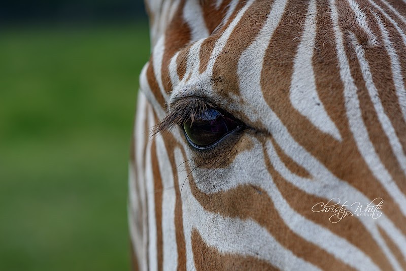 Bayou Wildlife Zoo