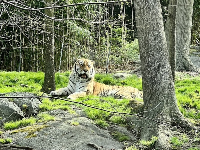 Tiger Mountain at Bronx Zoo