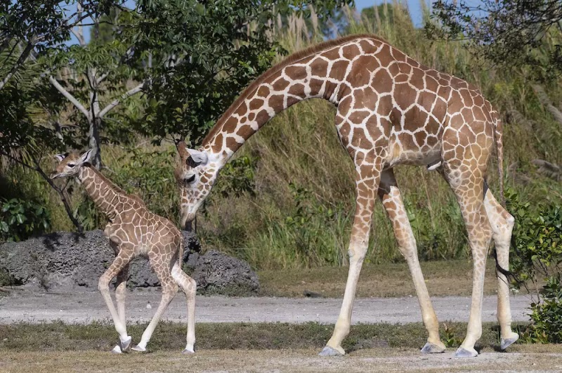 Giraffe Habitat — Zoos for Kids in Philadelphia