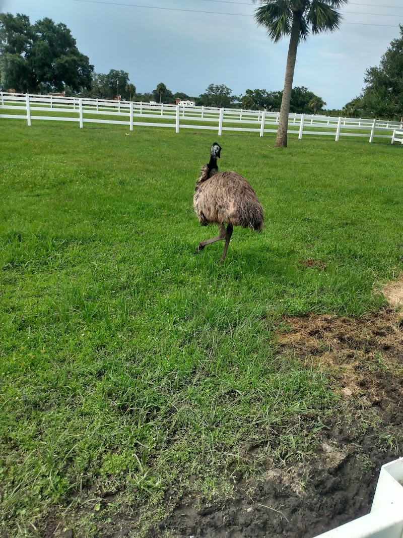 River Ranch Petting Farm — Petting Zoos in Orlando