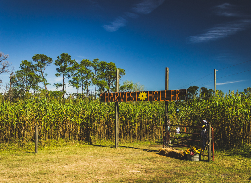 Harvest Holler Corn Maze and Pumpkin Patch — Fall Festivals in Tampa