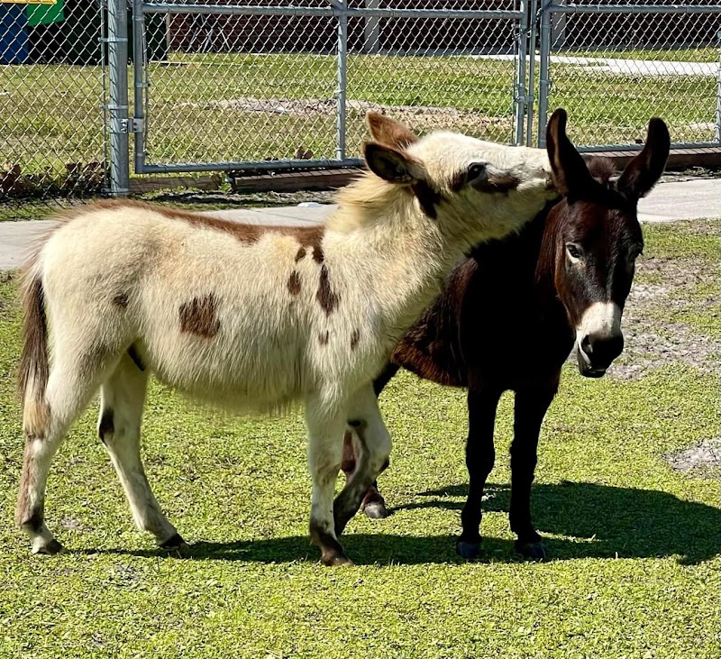 Special Hearts Farm — Petting Zoos in Orlando