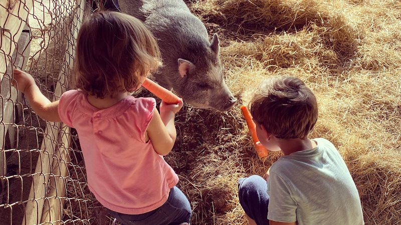 The Little Farm